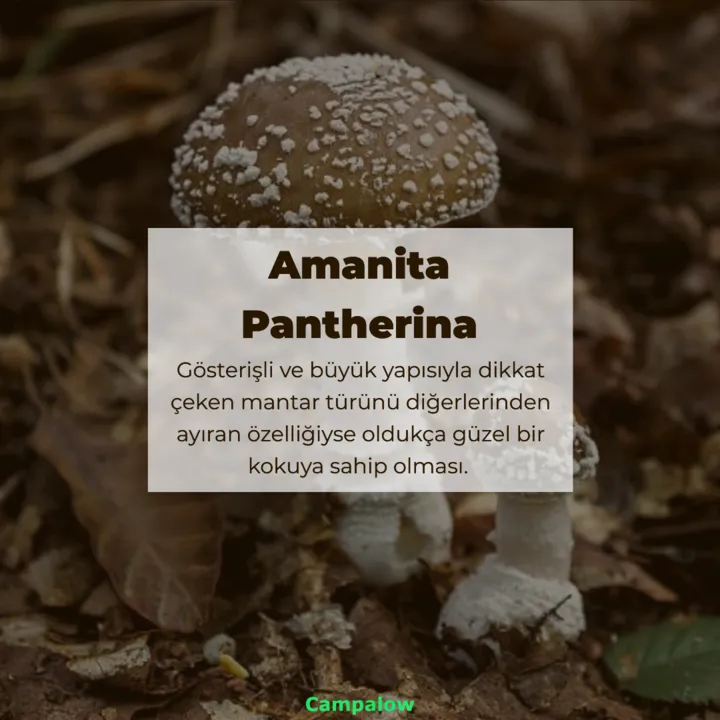 amanita-pantherina