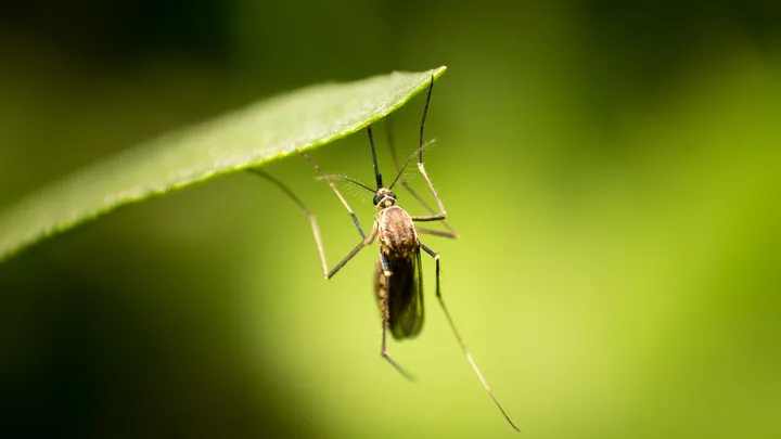Kampta sinekten korunmak için tavsiyeler