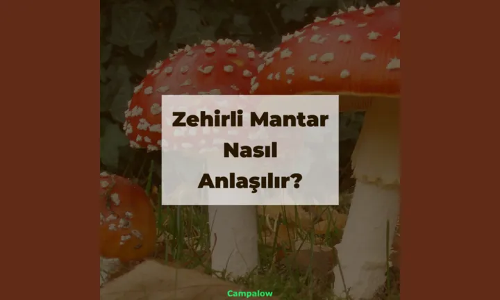 How to identify poisonous mushrooms?
